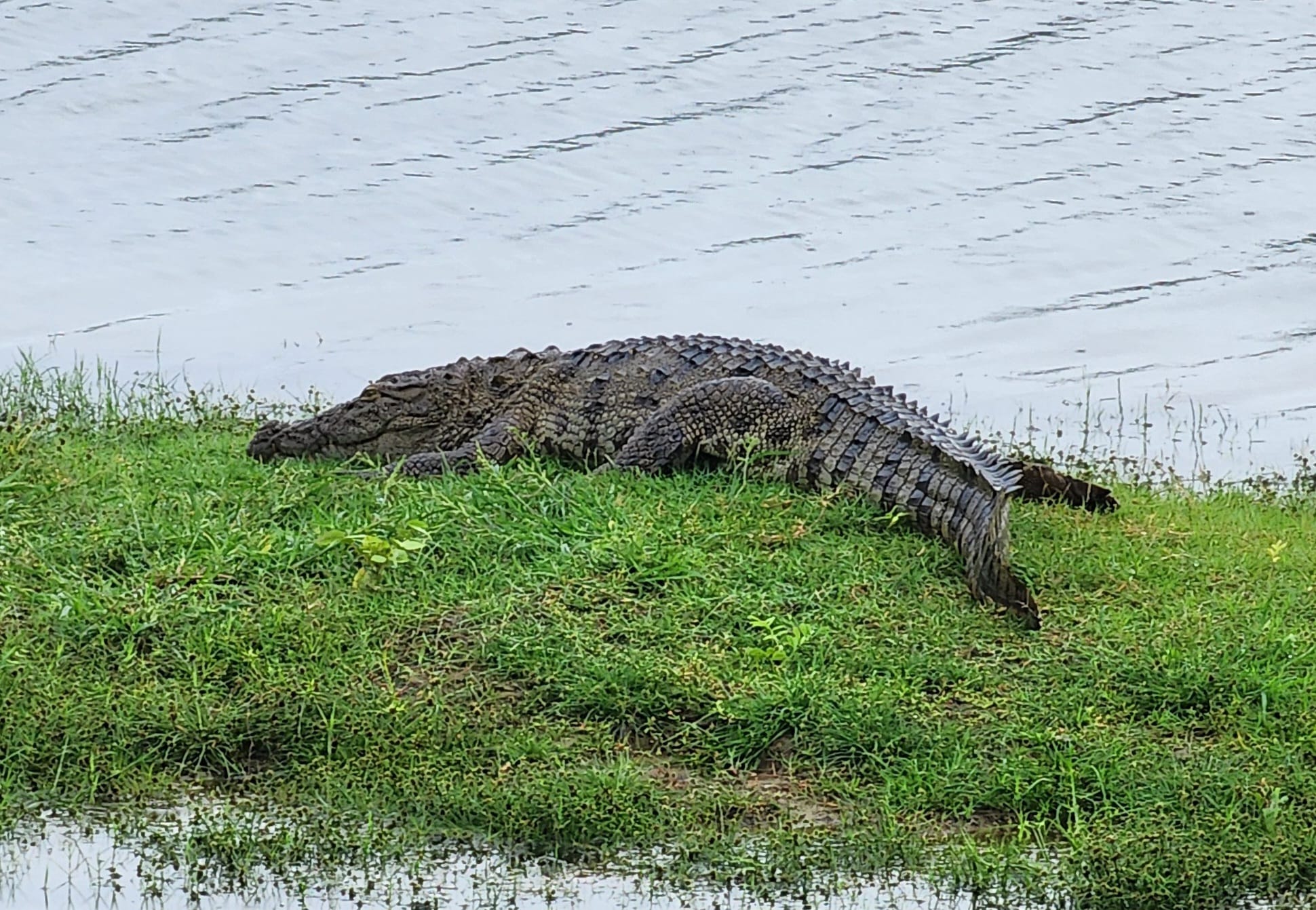 Crocodile seen on safari in Sri Lanka