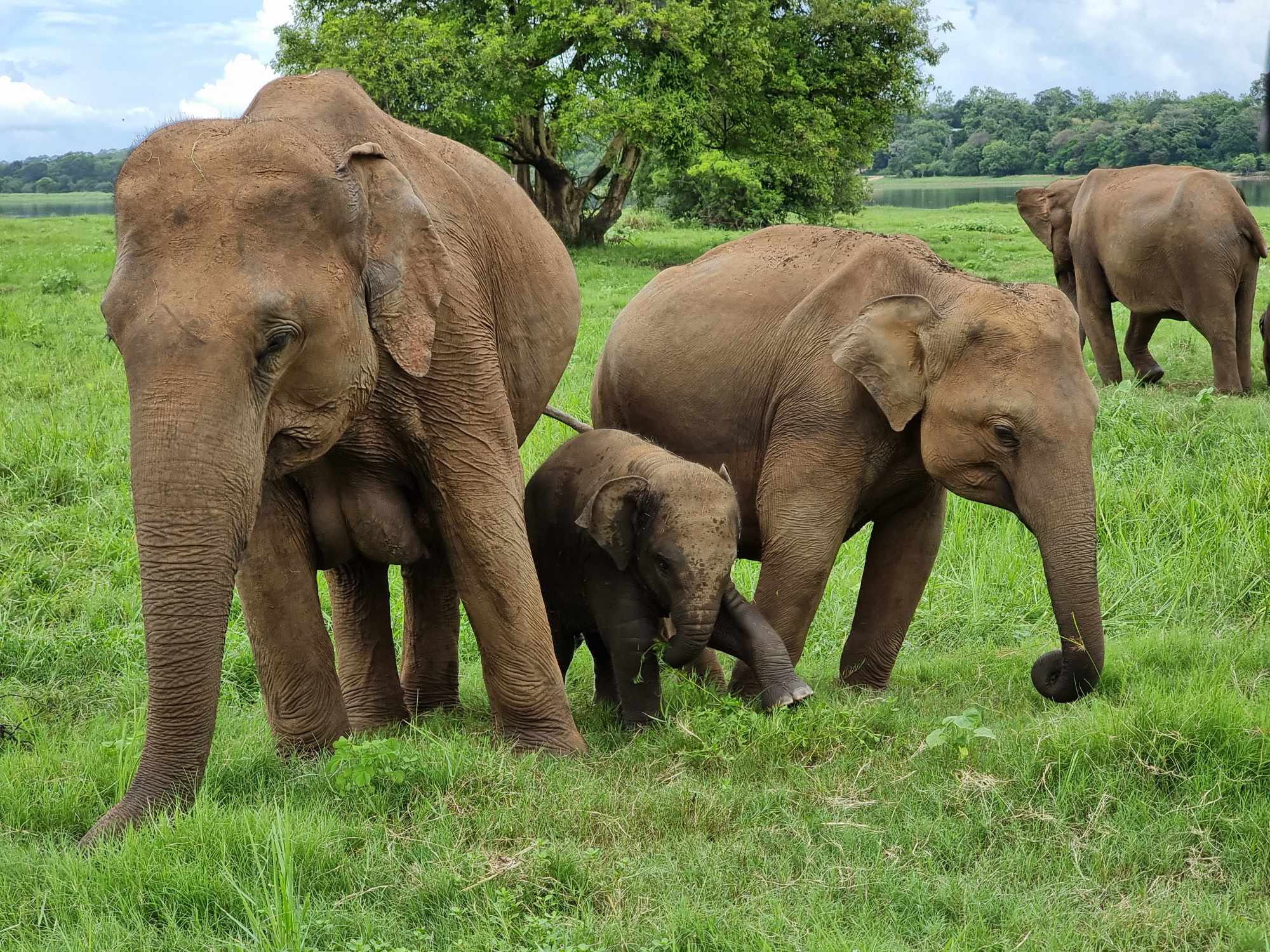 Elephants during safari in Sri Lanka